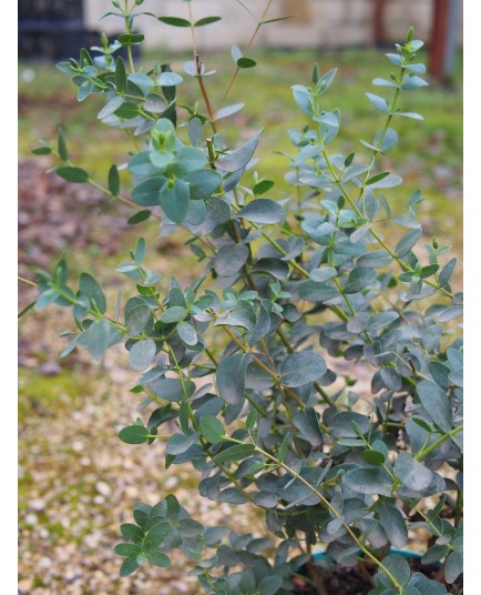 Eucalyptus parviflora