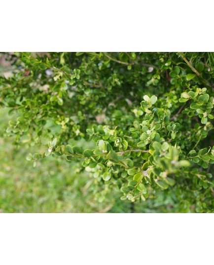 Buxus microphylla var japonica 'Green Beauty'