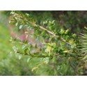 Buxus microphylla var japonica 'Green Beauty'