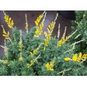 Cytisus racemosus