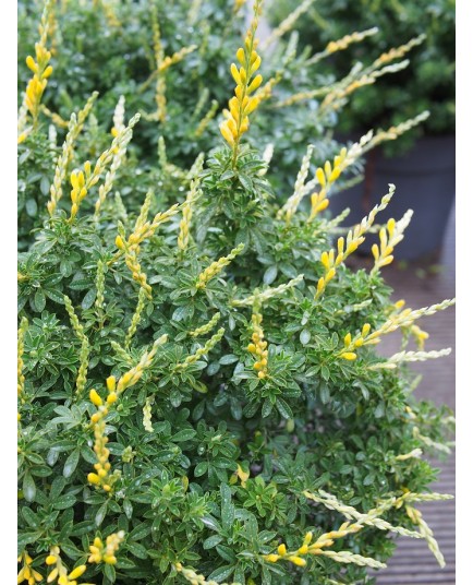 Cytisus racemosus