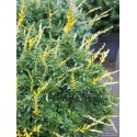 Cytisus racemosus