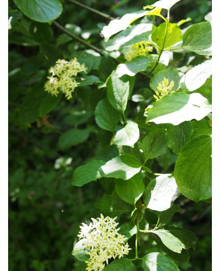 Cornus darvasica