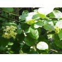 Cornus darvasica