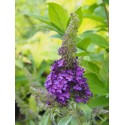 Buddleja 'Summer Bird Blue' ®