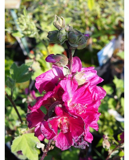 Lavatera 'Red Rum' ®