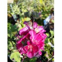 Lavatera 'Red Rum' ®