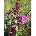 Lavatera 'Red Rum' ®