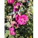 Lavatera 'Red Rum' ®