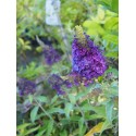 Buddleja 'Summer Bird Blue' ®