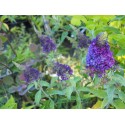 Buddleja 'Summer Bird Blue' ®