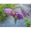 Buddleja 'Summer Bird Violet' ®