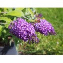 Buddleja 'Summer Bird Violet' ®