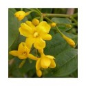 Jasminum humile 'Revolutum' - jasmins jaunes d'Italie,