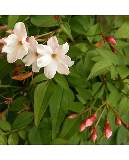 Jasminum officinale jasmin officinal jasmins blancs jasmins communs